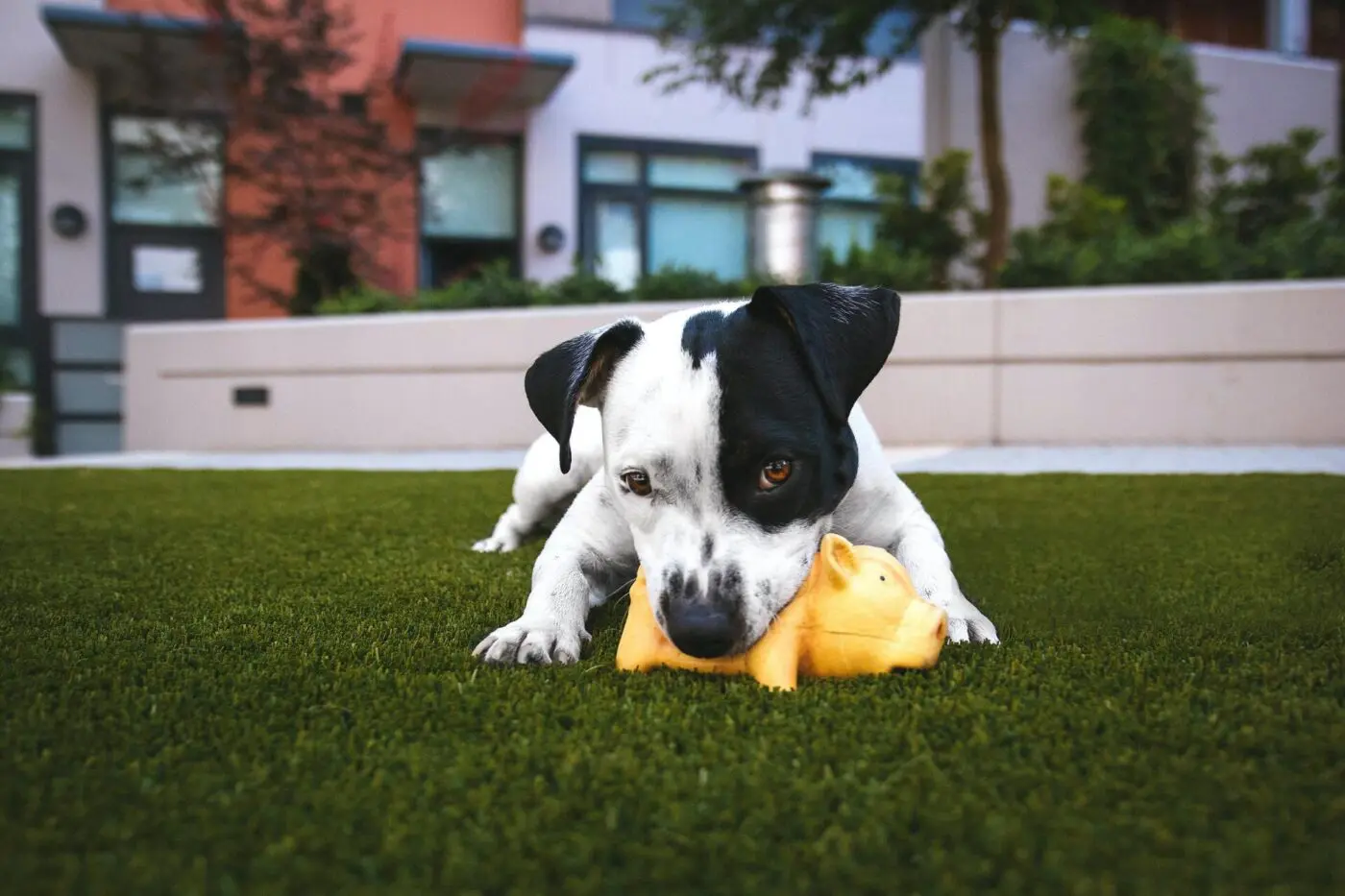 dog enjoying his pig toy on a Coachella Valley Turf lawn