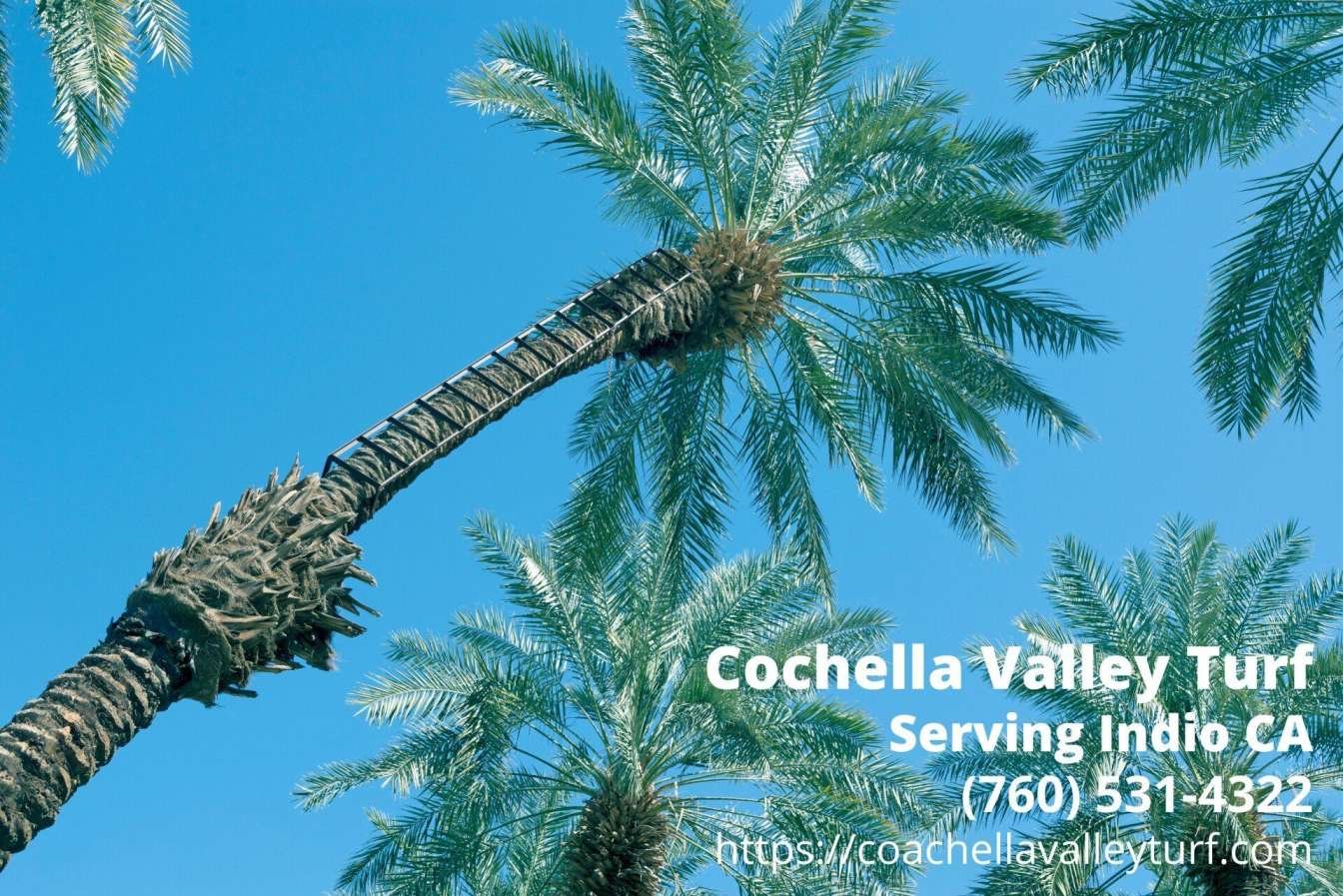 ladder chained palm tree in Indio CA with text by Coachella Valley Turf